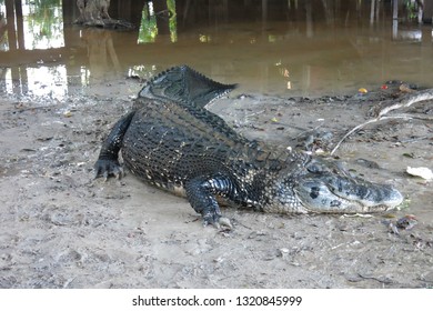 Caiman (Caimaninae) At Madidi National Park, Bolivia