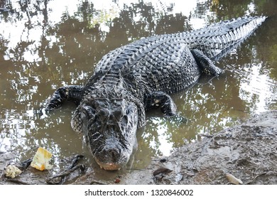 Caiman (Caimaninae) At Madidi National Park, Bolivia