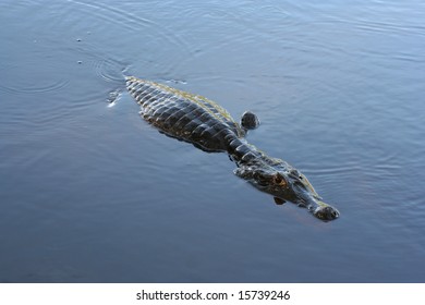 Caiman (Caimaninae) At Madidi National Park, Bolivia