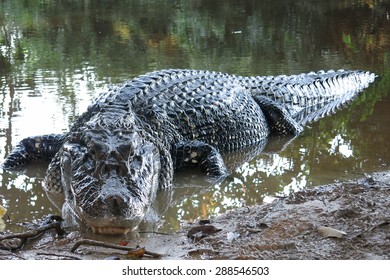 Caiman (Caimaninae) At Madidi National Park, Bolivia