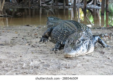 Caiman (Caimaninae) At Madidi National Park, Bolivia