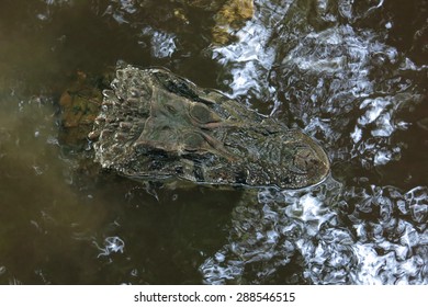 Caiman (Caimaninae) At Madidi National Park, Bolivia