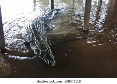 Caiman (Caimaninae) At Madidi National Park, Bolivia