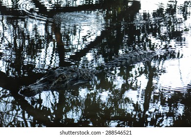 Caiman (Caimaninae) At Madidi National Park, Bolivia