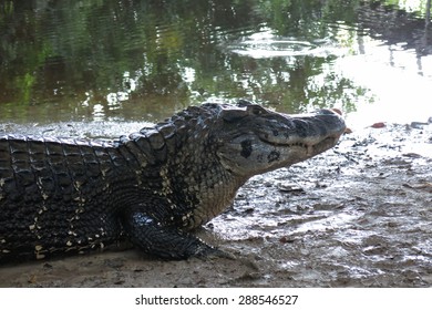 Caiman (Caimaninae) At Madidi National Park, Bolivia