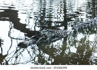 Caiman (Caimaninae) At Madidi National Park, Bolivia