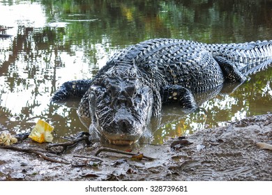 Caiman (Caimaninae) At Madidi National Park, Bolivia