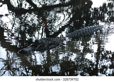 Caiman (Caimaninae) At Madidi National Park, Bolivia