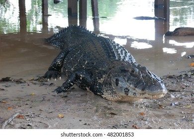 Caiman (Caimaninae) At Madidi National Park, Bolivia