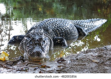 Caiman (Caimaninae) At Madidi National Park, Bolivia