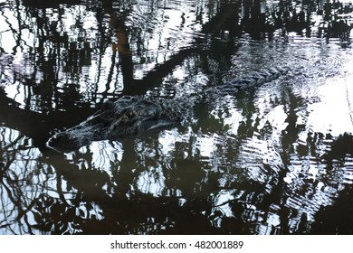 Caiman (Caimaninae) At Madidi National Park, Bolivia