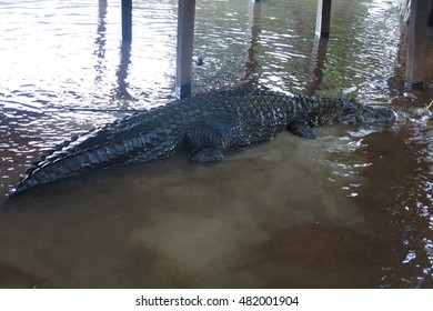 Caiman (Caimaninae) At Madidi National Park, Bolivia