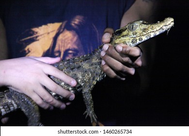 A Caiman Captured At Night In Coca River, Ecuador Jungle