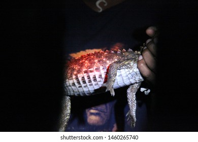 A Caiman Captured At Night In Coca River, Ecuador Jungle