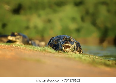 Caiman Crocodile Absorbing Heat Shot In The Wild Amazonian Basin In Ecuador - Shutterstock ID 784178182