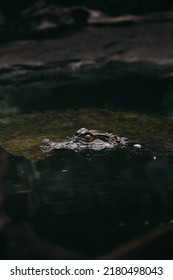 A Caiman Crocodile In Calm Water.