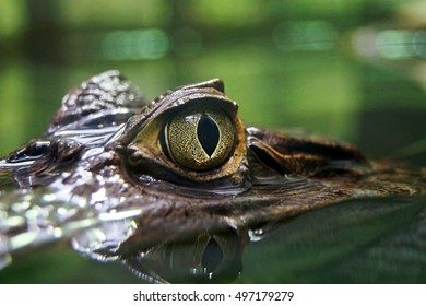 Caiman Crocodile Eye