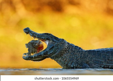 Caiman, crocodile with fish with open muzzle, Pantanal, Brazil. Detail portrait of danger reptile. Caiman with piranha. - Shutterstock ID 1065554969