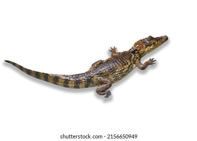 Caiman Crocodile Isolated On White Background.