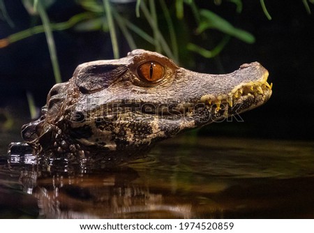 Caiman Crocodile at OdySea Aquarium