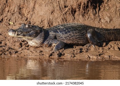 Caiman Crocodile On River Shore