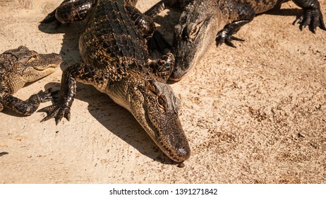 A Caiman Is A Crocodilian Alligatorid Belonging To The Subfamily Caimaninae