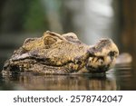 Caiman (Caiman crocodilus) floating in water with only its head visible, one eye open, in a controlled environment.