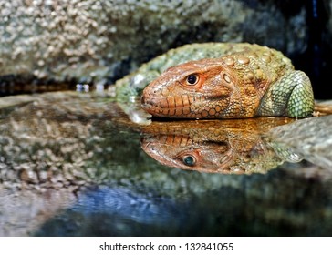 Caiman Lizard