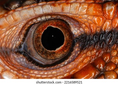 Caiman Lizard Close-up Of Eyeball.