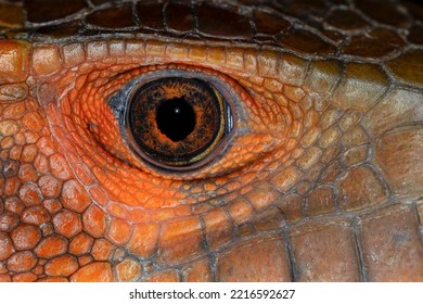 Caiman Lizard Close-up Of Eyeball.