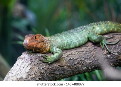 Caiman Lizard Hang On The Branch.