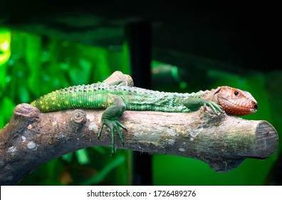 Caiman Lizard Out On A Limb