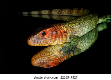 Caiman Lizard Reflected On Glass.