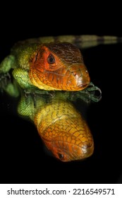 Caiman Lizard Reflected On Glass.