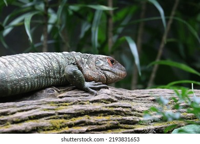 Caiman Lizard Sleeping On A Log