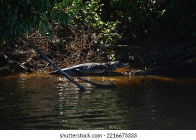 A Caiman On The Banks Of The Guaporé - Itenez River, Near The Remote Fazenda Laranjeiras Farm, Rondonia State, Brazil, On The Border With The Beni Department, Bolivia