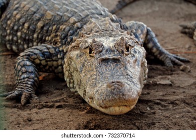 Caiman On The Beach In Puerto Arista, Chiapas, Mexico.