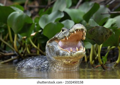 Caimán con boca abierta en el agua. El yacare caiman (Caiman yacare), también conocido como jacare caiman. Vista frontal. Hábitats naturales. Brasil.