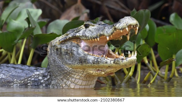 Caiman with open mouth in the water. The\
yacare caiman (Caiman yacare), also known commonly as the jacare\
caiman. Side view. Natrural habitat.\
Brazil.