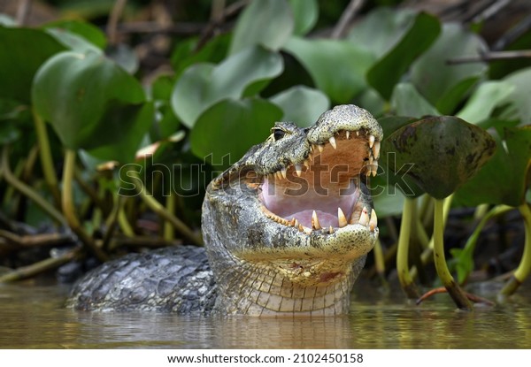 Caiman with open mouth in the water. The\
yacare caiman (Caiman yacare), also known commonly as the jacare\
caiman. Front view. Natrural habitat.\
Brazil.