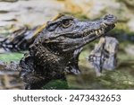 Caiman in the water. The yacare caiman Caiman yacare also known commonly as jacare caiman. Side view