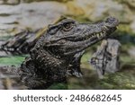 Caiman in the water. The yacare caiman Caiman yacare also known commonly as jacare caiman. Side view