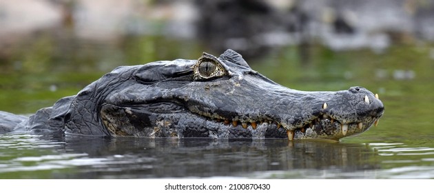 Caiman in the water. The yacare caiman (Caiman yacare), also known commonly as the jacare caiman. Side view. Natrural habitat. Brazil. - Shutterstock ID 2100870430