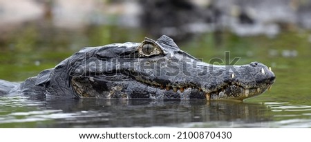 Caiman in the water. The yacare caiman (Caiman yacare), also known commonly as the jacare caiman. Side view. Natrural habitat. Brazil.
