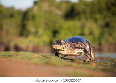 Caiman yacare in Brasil Pantanal - Shutterstock ID 1080223667