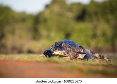 Caiman yacare in Brasil Pantanal - Shutterstock ID 1080223670