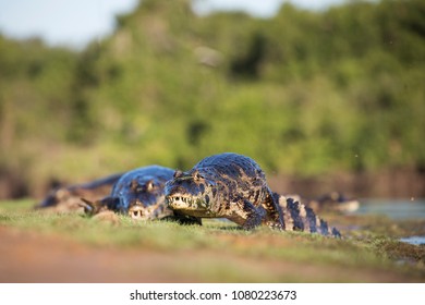 Caiman yacare in Brasil Pantanal - Shutterstock ID 1080223673