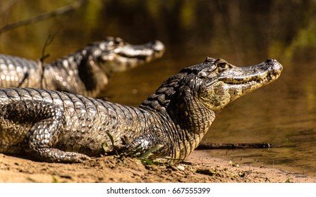 (Caiman Yacare) Pantanal / Brazil