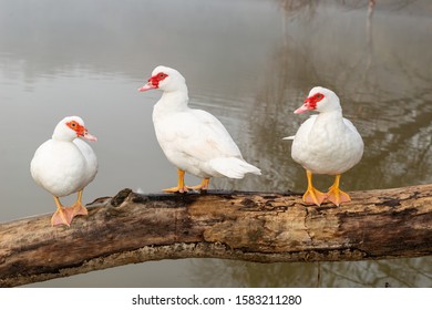 Cairina Moschata, Also Called Creole Duck, Bragado, Black Duck, Is A Species Of Duck Of The Anatidae Family.