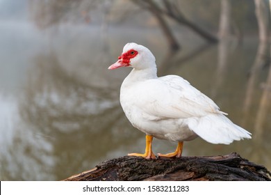 Cairina Moschata, Also Called Creole Duck, Bragado, Black Duck, Is A Species Of Duck Of The Anatidae Family.